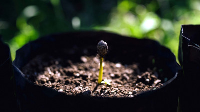 Starbucks Developing Climate-Resistant Coffee Tree Varietals