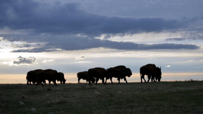 Regenerative Sourcing Helping Companies Meet Sustainability Goals