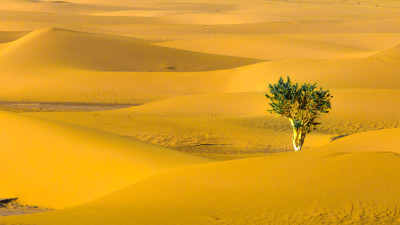 Introducing Resilience Science: A Visionary Shift for Corporate Strategy and Reporting