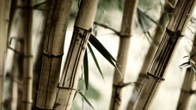 Bamboozled: Four Key Takeaways from the FTC's Recent Crackdown