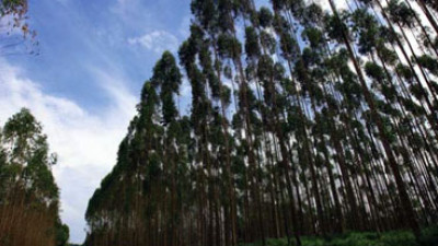 Paper Supplier Suspends Forest Clearance After Losing Disney, Levi’s