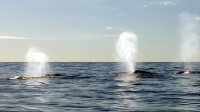 Report: High Seas Treaty Offers Historic Opportunity for Climate Adaptation