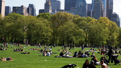 SFI’s New Standard Aims to Bring Holistic Protection to Urban Forests