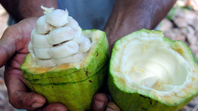 The Many Benefits of This Cacao-Fruit Chocolate Make It Even Sweeter