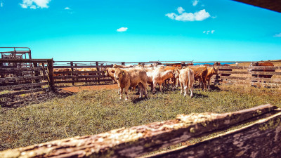 This Partnership Is Set to Slash Scope 3 Emissions in the Meat Sector